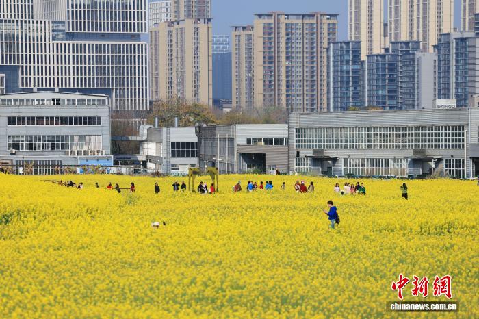 菜の花畑と高速列車のコラボが人気に　四川省成都