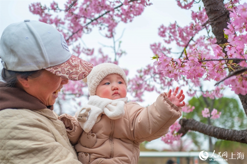 2026年上海桜祭り開幕　「花の開花に合わせて景観を動かす」夜桜モードを初導入
