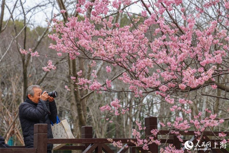 2026年上海桜祭り開幕　「花の開花に合わせて景観を動かす」夜桜モードを初導入
