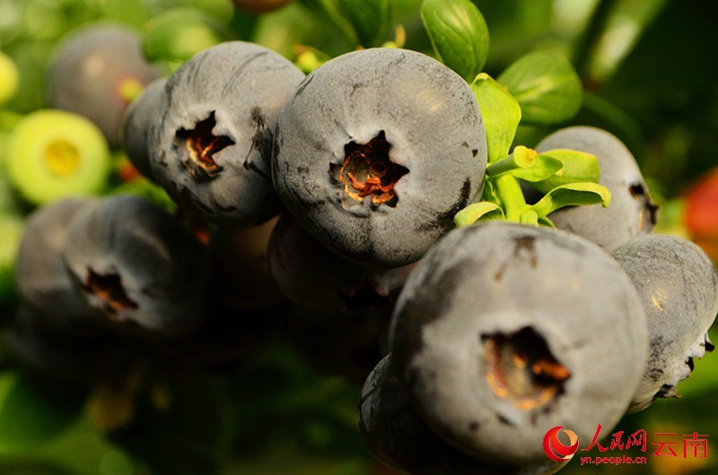 おいしいブルーベリーに宿るテクノロジーの「コア」