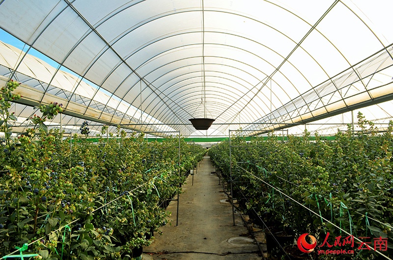 澄江のブルーベリー栽培拠点にある現代型ビニールハウス。撮影・劉怡