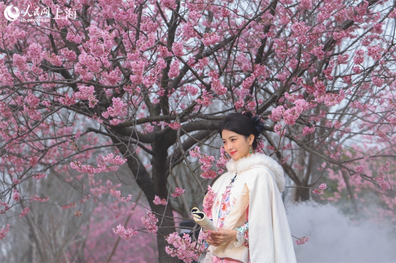 上海市宝山区の顧村公園で3月9日から4月9日まで開催される2026年上海桜祭り（撮影・王初）。