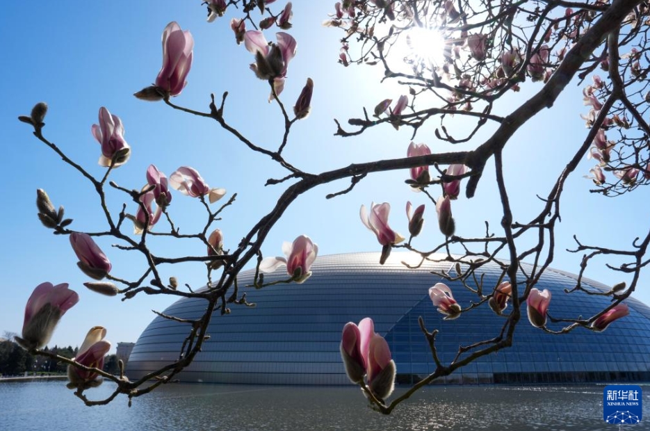 春風が吹き、モクレンが開花　北京