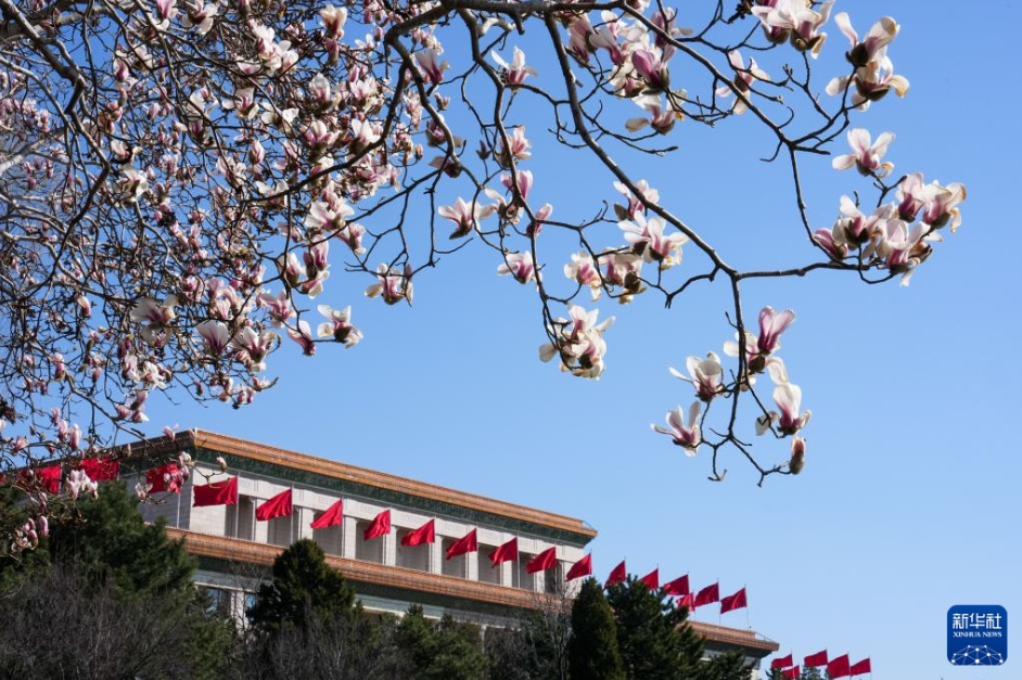 春風が吹き、モクレンが開花　北京