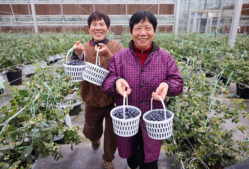 収穫期迎えた江西省万年県のブルーベリー　テクノロジー活用で村民の増収を実現