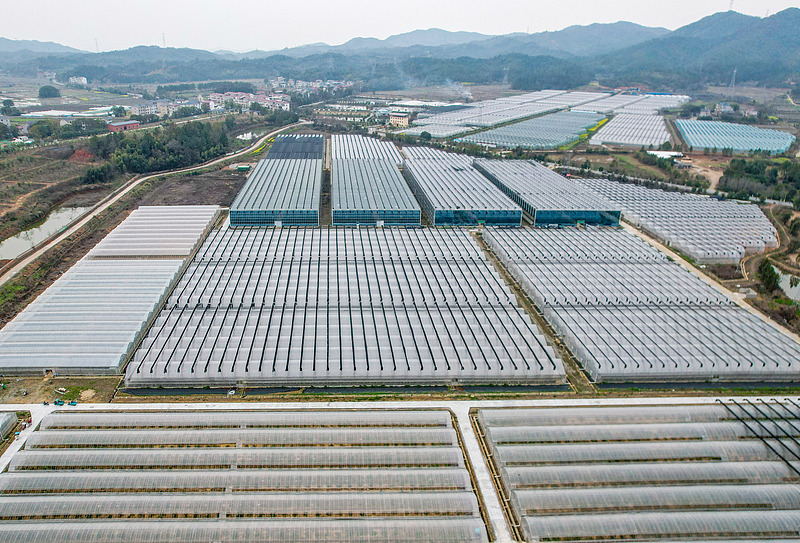 収穫期迎えた江西省万年県のブルーベリー　テクノロジー活用で村民の増収を実現