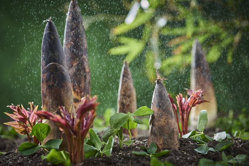 （画像著作権はCFP視覚中国所有のため転載禁止）