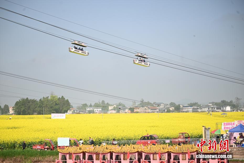 飛行船のようなケーブルカーに乗って菜の花畑を楽しむ観光客（撮影・張旭）。