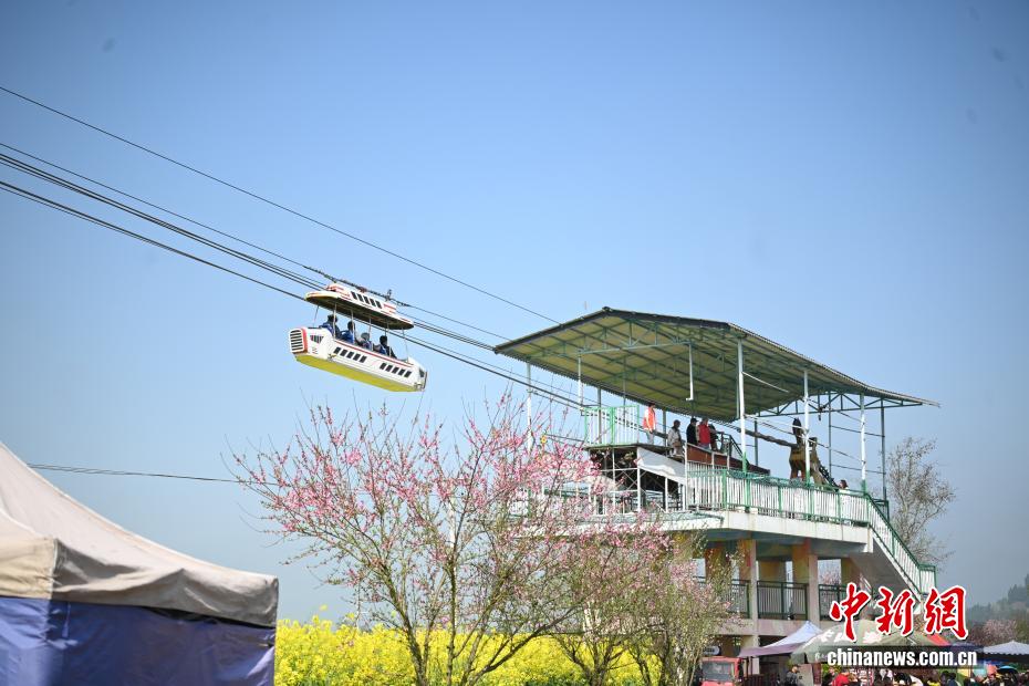黄色い絨毯を敷き詰めたような一面の菜の花畑　重慶市潼南