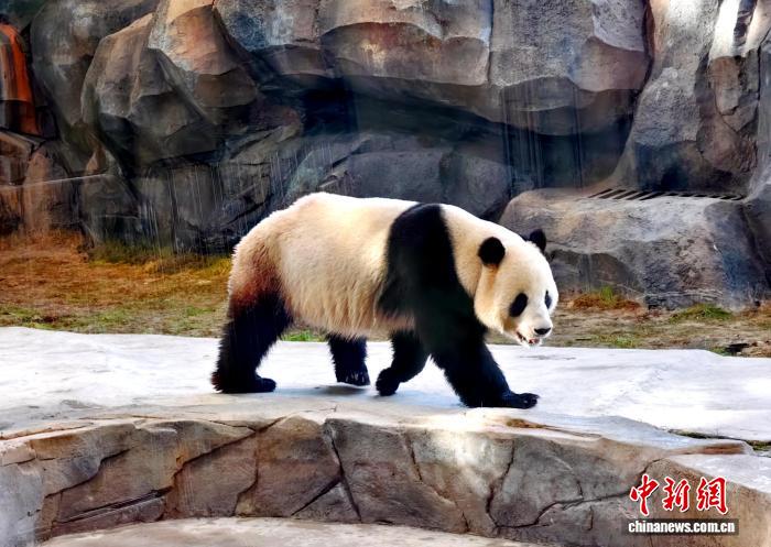 烏魯木斉ウォーターパークで人気を集めるパンダ館　新疆