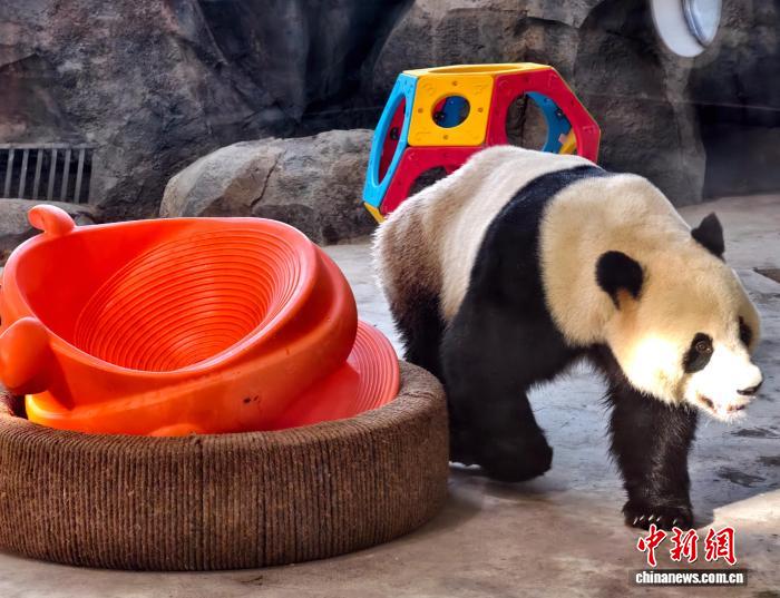 烏魯木斉市の文化観光の新たな目玉となっているパンダ館（撮影・史玉江）。