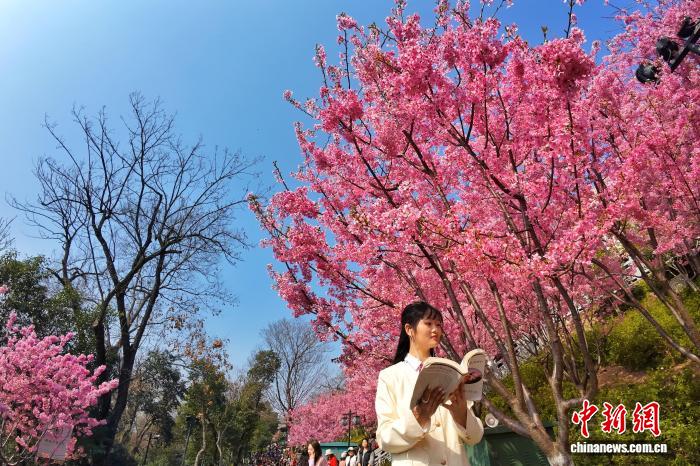 桜が満開となり、行楽客でにぎわう「春の山」　湖北省武漢