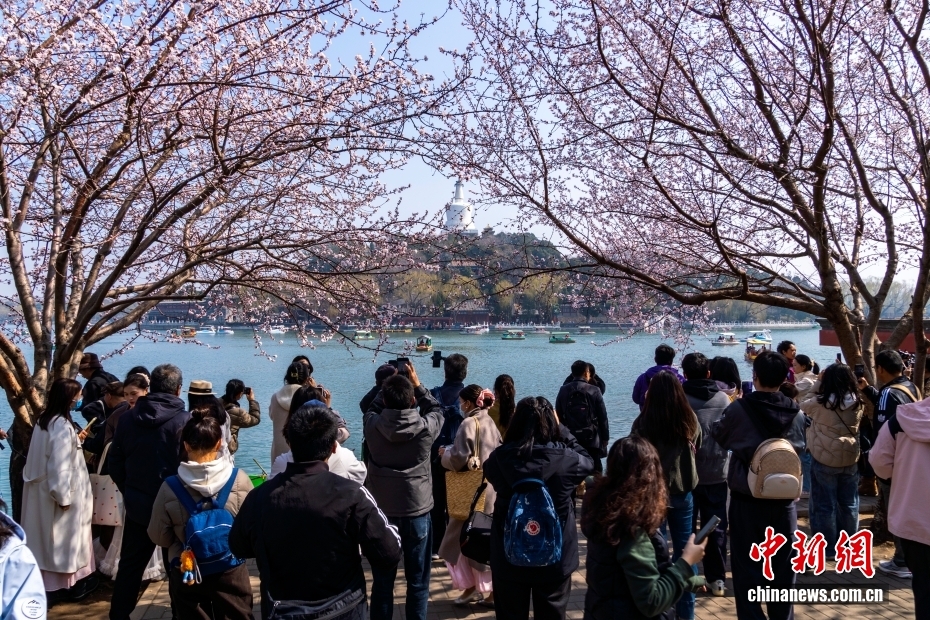北京に春到来　北海公園のヤマモモ‌が来園者を魅了