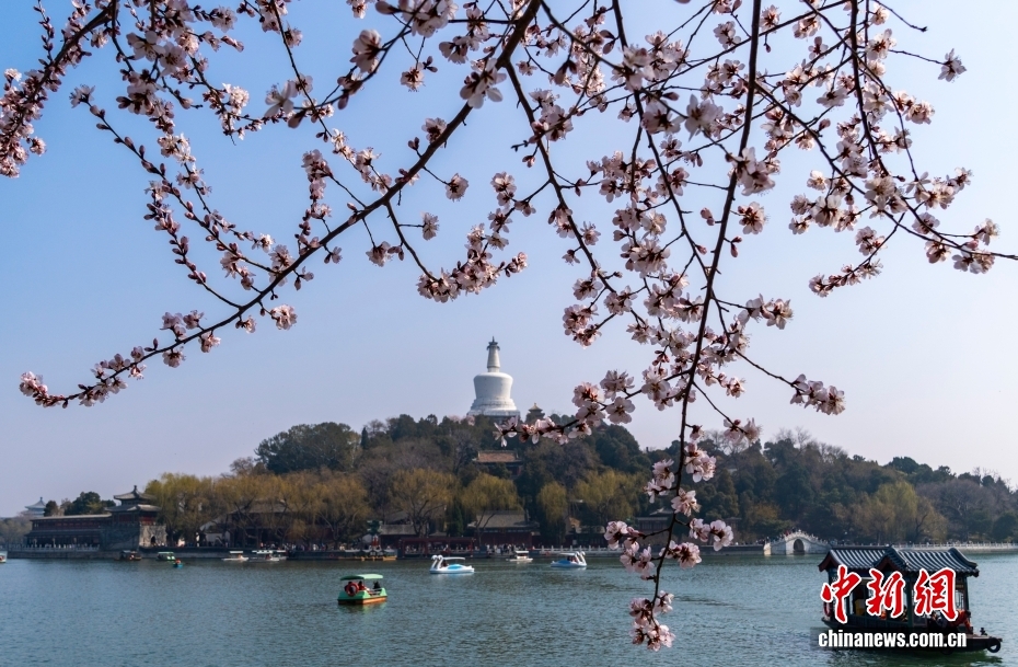 北京に春到来　北海公園の山桃花が来園者を魅了