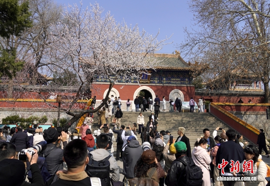 北京に春到来　北海公園の山桃花が来園者を魅了