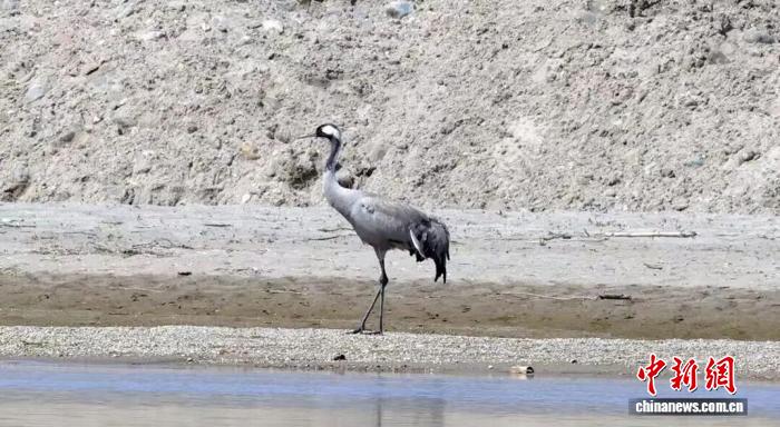 陝西省の漢中トキ国家級自然保護区で初めて確認されたクロヅル（画像提供・陝西省漢中トキ国家級自然保護区管理局）。