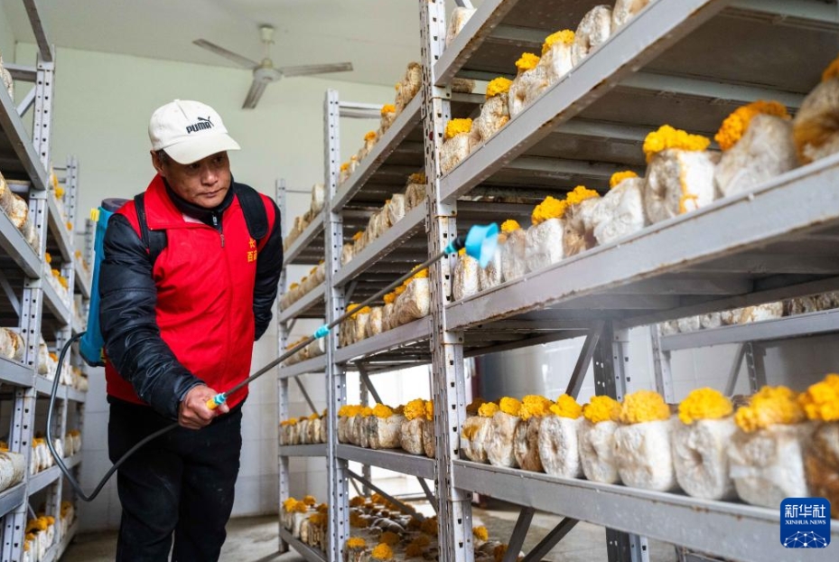 湖南省長沙市望城区靖港鎮の采豊キノコ栽培園で、金耳に散水する村民（３月17日撮影・陳思汗）。