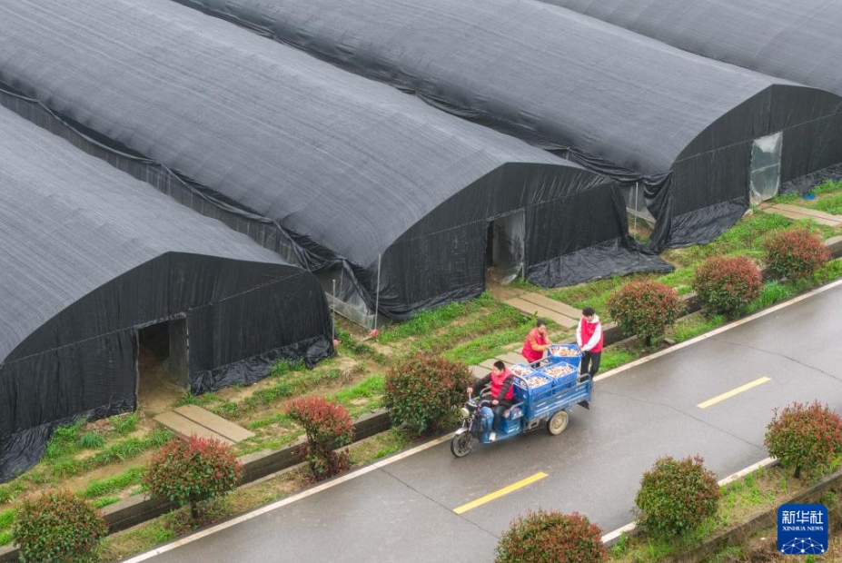 「キノコ工場」として蘇った廃校した小学校　湖南省望城