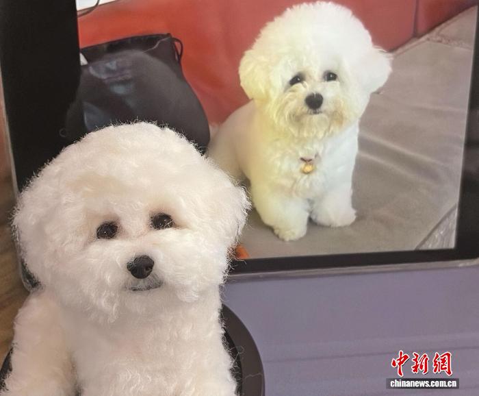 ペットをそっくり再現するぬいぐるみ職人が紡ぐ飼い主とペットの思い出