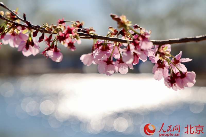 北京市の玉淵潭公園で桜文化フェスティバルが開幕