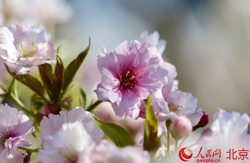 北京市の玉淵潭公園で桜文化フェスティバルが開幕