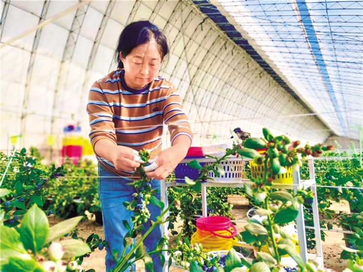 砂漠の地に実るブルーベリー　内蒙古自治区の生態モデル区