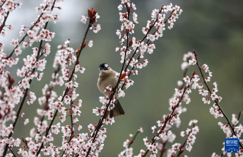 貴州省銅仁市玉屏侗(トン)族自治県皂角坪街道(エリア)茅坪村のピンク色の花を咲かせた木にとまる小鳥(3月16日撮影・胡攀学)。