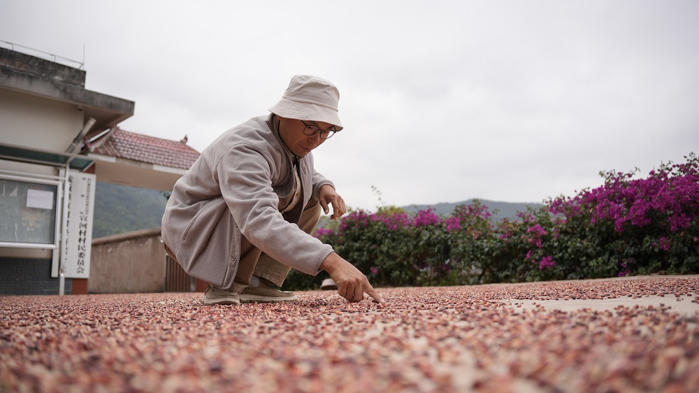 赤トウモロコシで描いた作品の数々で農村をPR