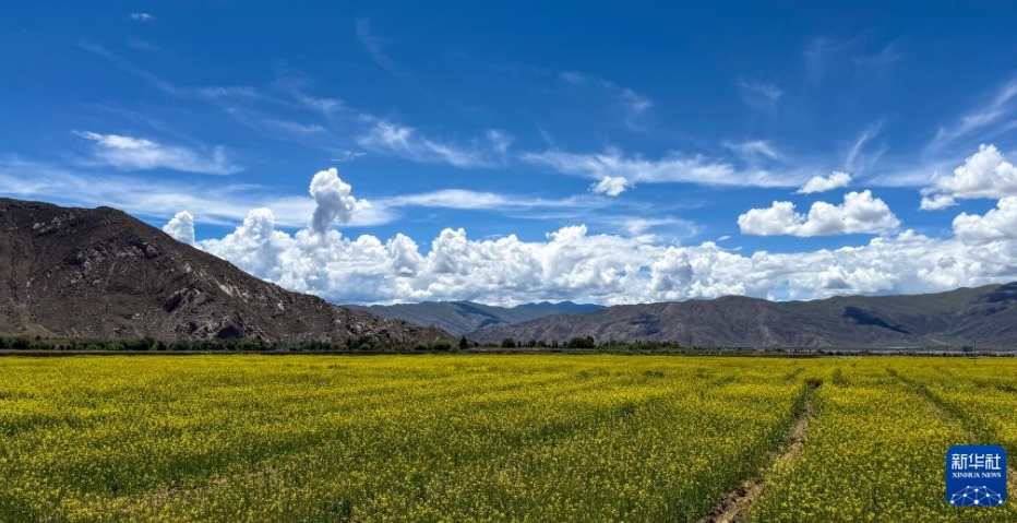 生態優位性＋技術革新で農民を増収に導く西蔵・山南