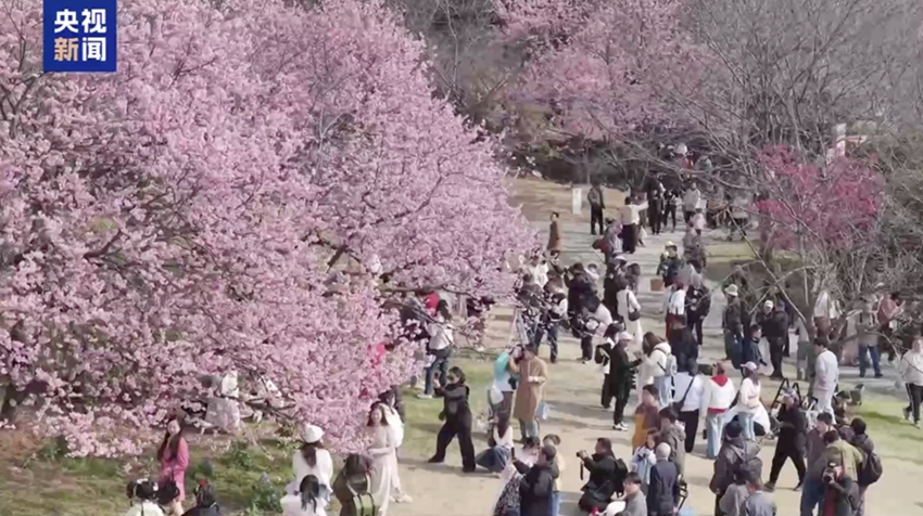 清明節3連休は花見旅行が人気　列車チケットの完売続出