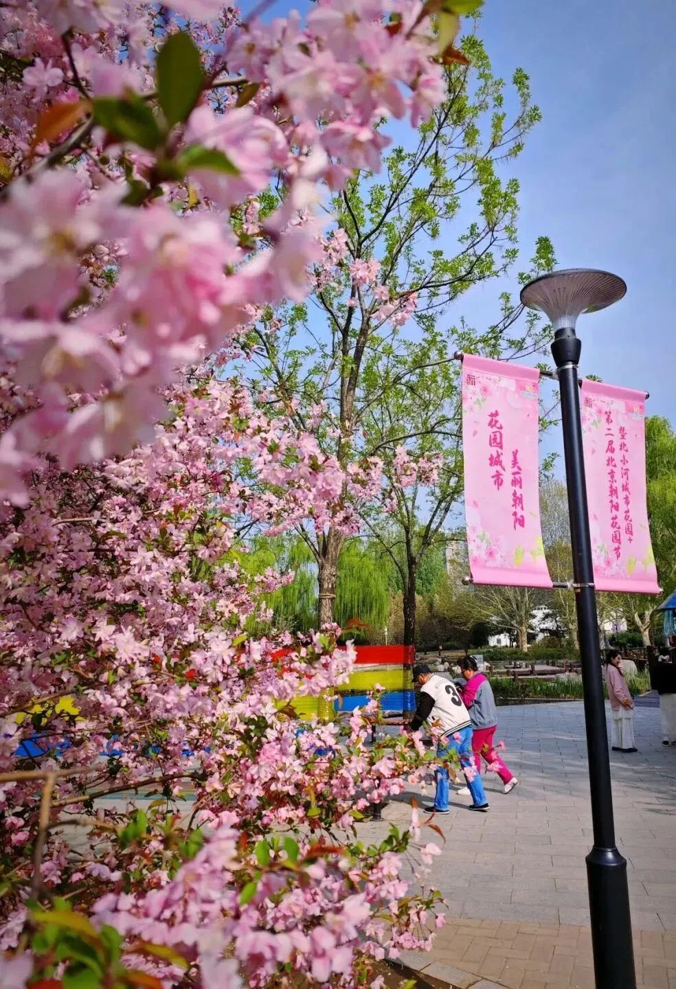 北京初の川沿いの桜並木が間もなく公開へ