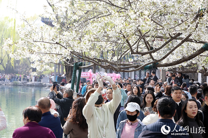 済南五竜潭公園を花見に訪れた多くの観光客（撮影・劉祺）。
