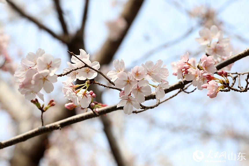 人々を魅了する満開の桜　山東省済南