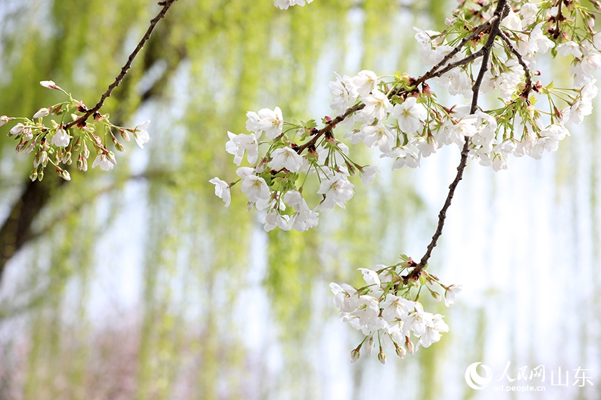 人々を魅了する満開の桜　山東省済南
