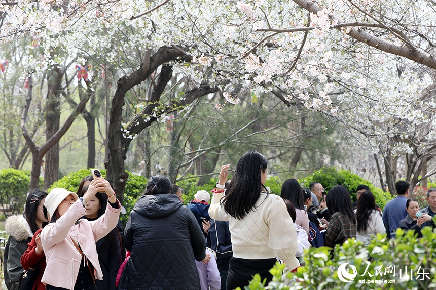人々を魅了する満開の桜　山東省済南