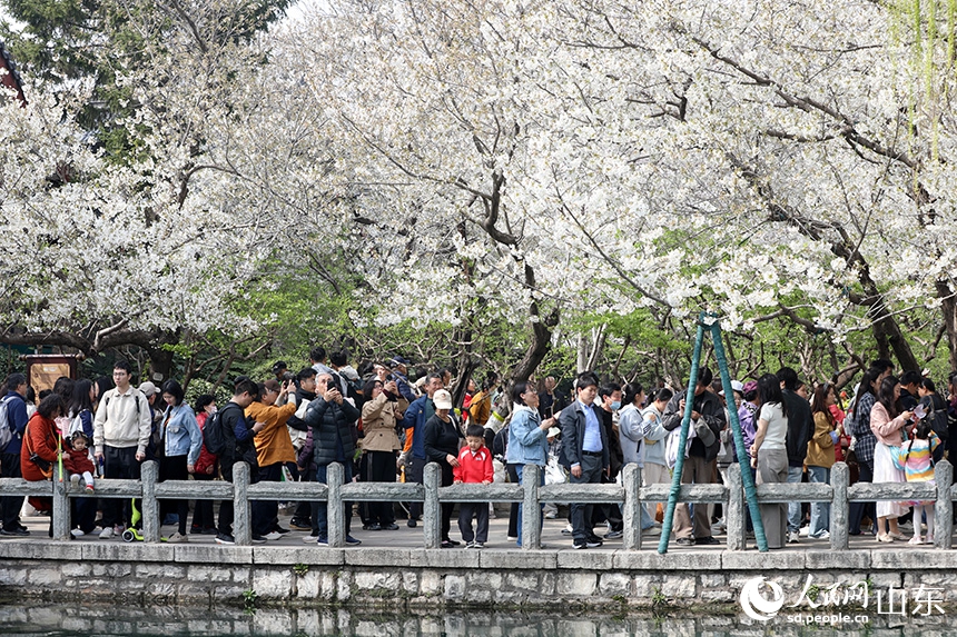 人々を魅了する満開の桜　山東省済南