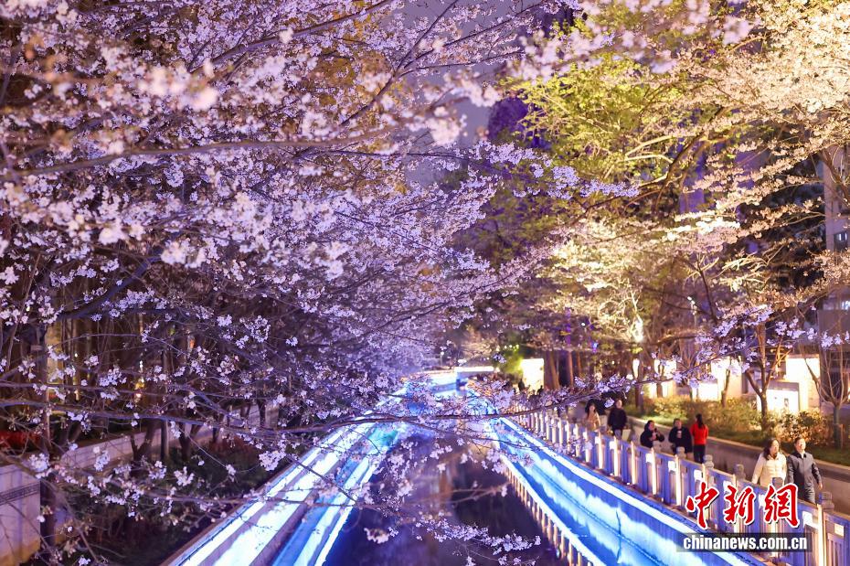 都市の川辺を彩る夜桜　江蘇省南京