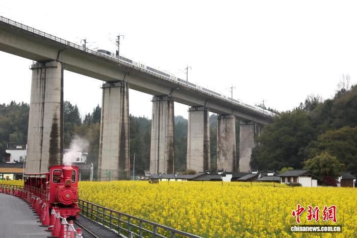 江西省婺源県の李坑古村で、連綿と続く菜の花畑の中を進むレトロなミニSL（3月24日撮影・劉占昆）。