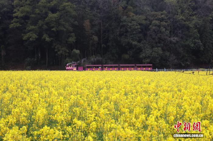 菜の花畑を駆け抜けるレトロなミニSL　江西省婺源