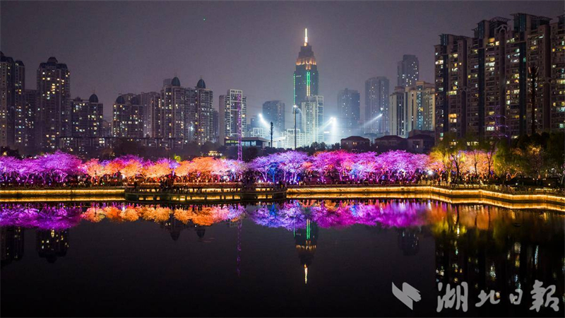 武漢の桜が見頃に　ホテルはすでに満室状態の賑わい