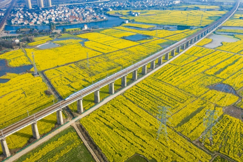 花畑の間を列車が走り「春限定」の絶景広がる中国各地