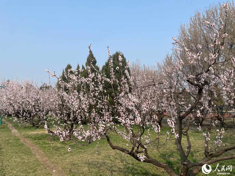 後日再訪して撮影した満開のアンズの花。（撮影・勝又あや子）