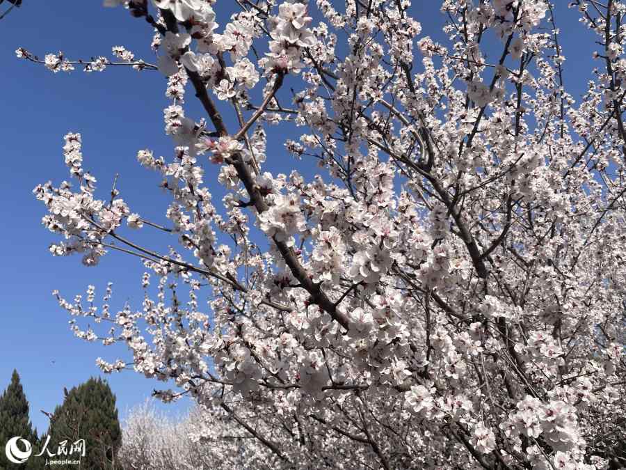満開の「山桃花」。（撮影・勝又あや子）