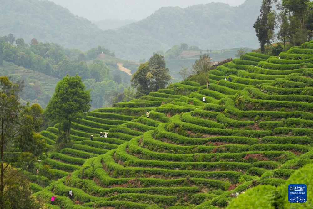 清明節連休は野山に出かけて春の景色を楽しもう