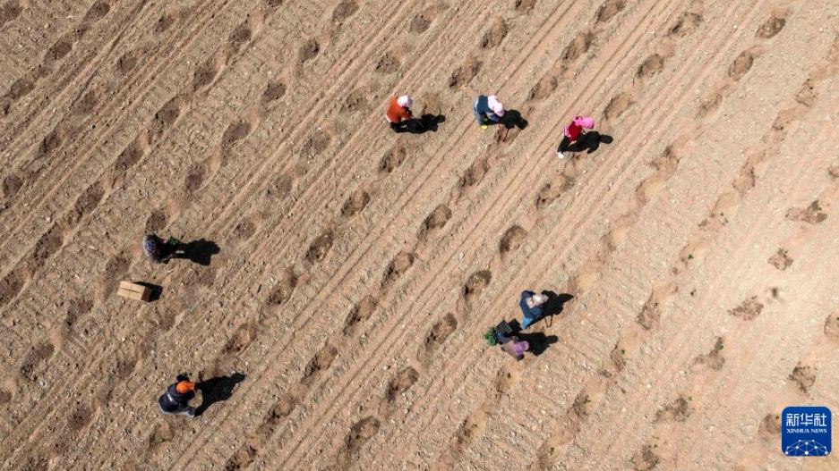 寧夏の砂漠地帯で「緑の宝石」の種蒔き始まる