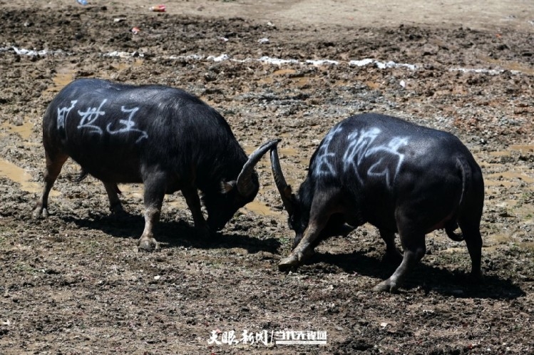 貴州省で大歓声響き渡る侗族の伝統行事「闘牛大会」