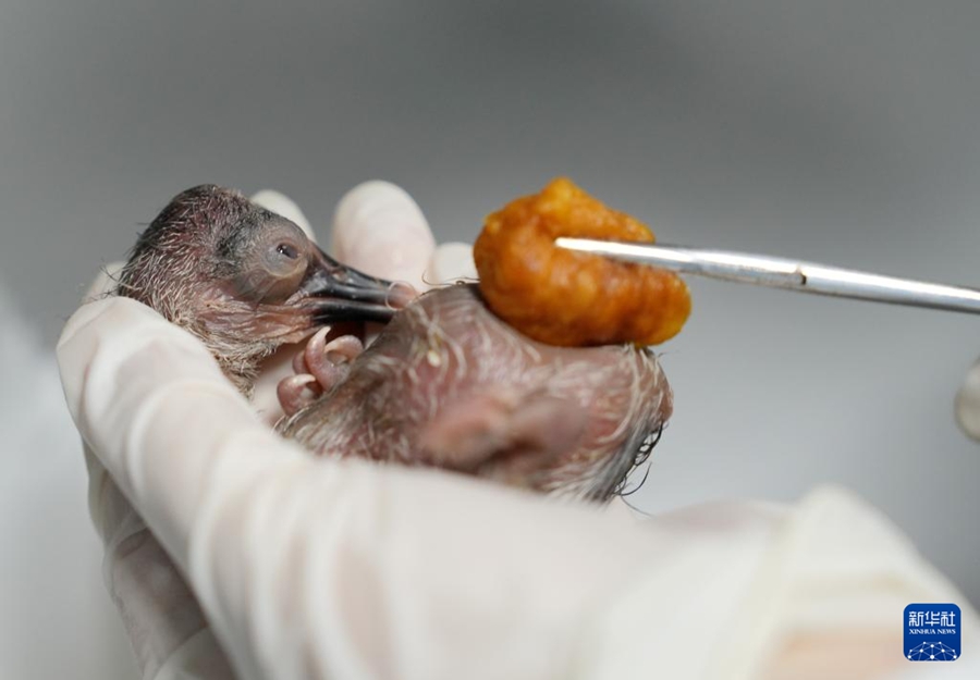 トキの一家に新たな家族が誕生　浙江省徳清