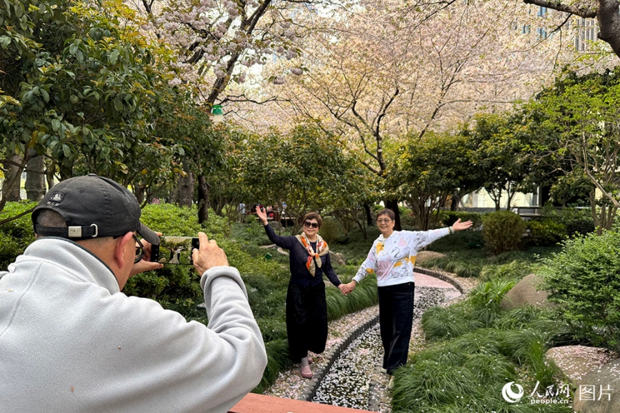 桜が満開の上海陸家嘴で写真を撮影する女性たち(4月6日撮影・龔莎)。