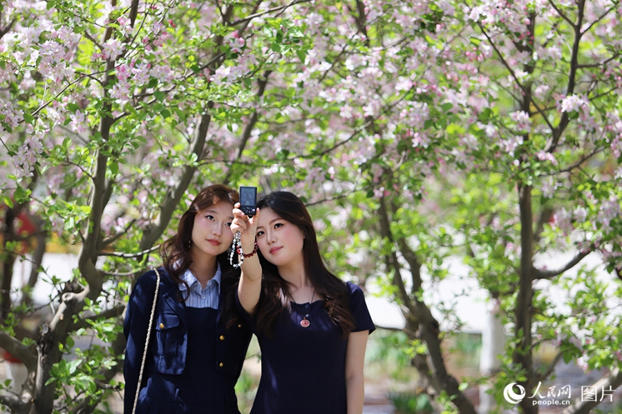 カイドウの花が満開となった甘粛省蘭州市の雁灘公園で写真を撮影する女性たち(4月5日撮影・米媛)。