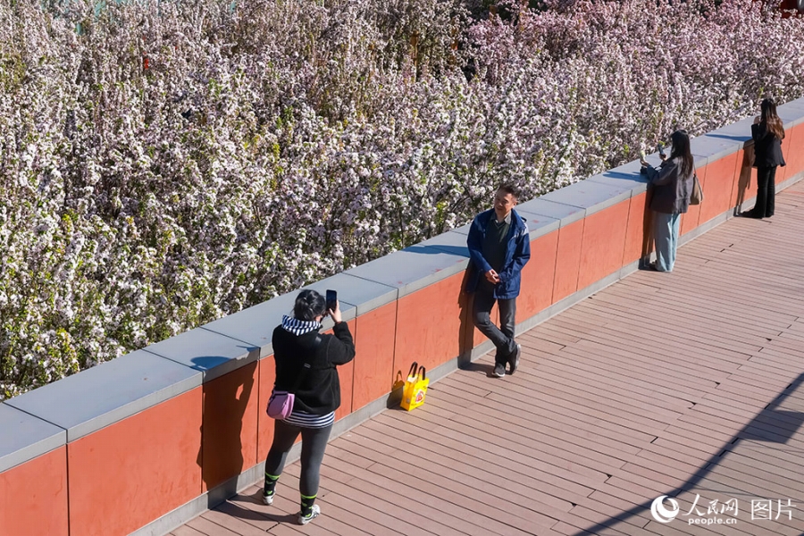 ピンク色の花が咲き誇る北京のオリンピック公園付近で写真を撮影する観光客たち(4月5日撮影・席彪)。